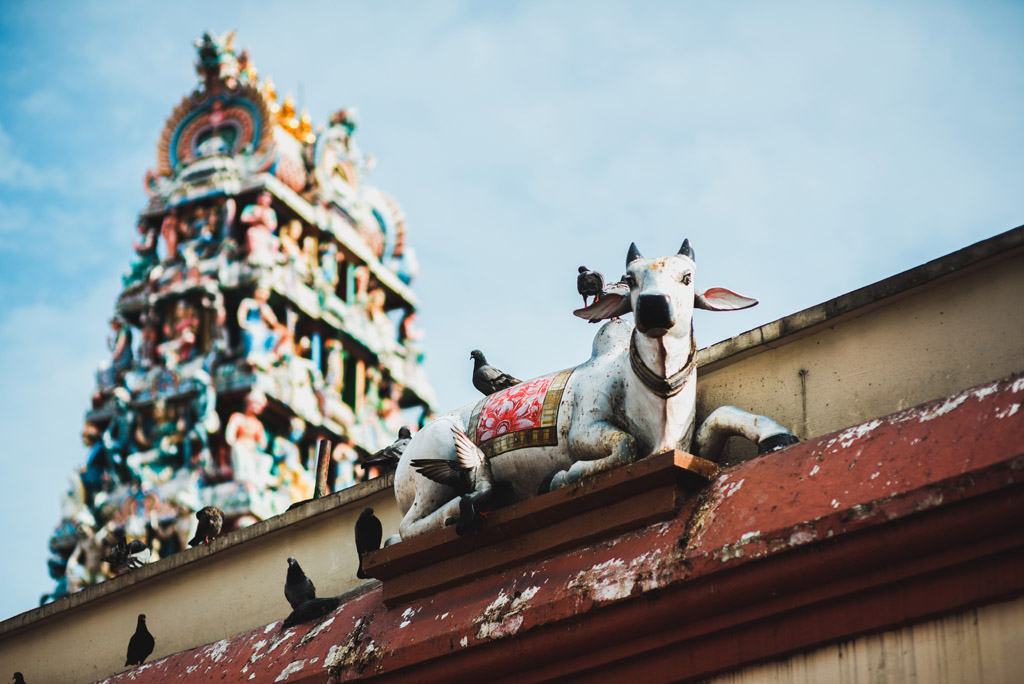 Ponggal Festival